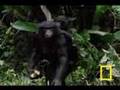 Bonobo Chimps: Girls Rule!